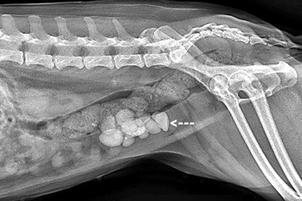 radiografia del cane