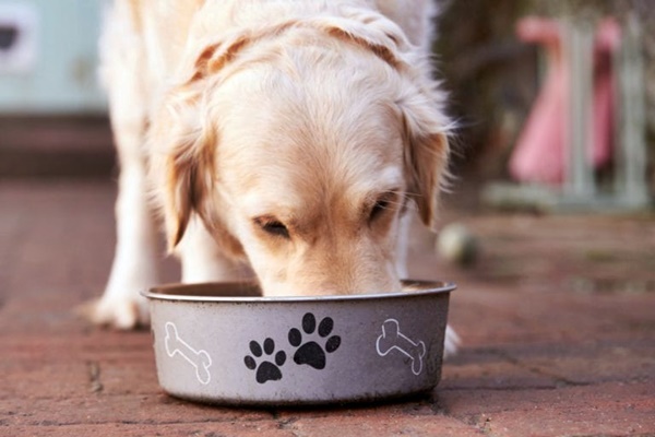 cane mangia dalla ciotola