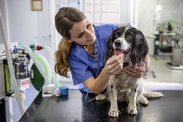 cane dal veterinario