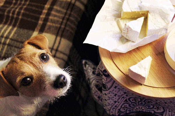 cane vuole mangiare il formaggio