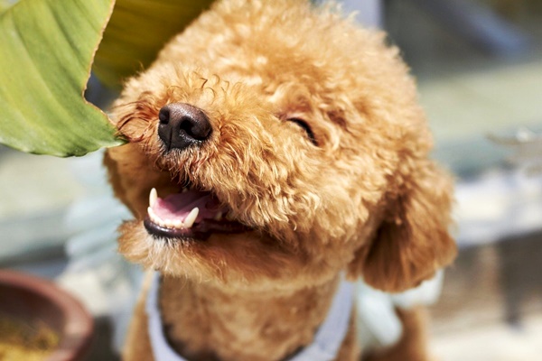 cane sorridente