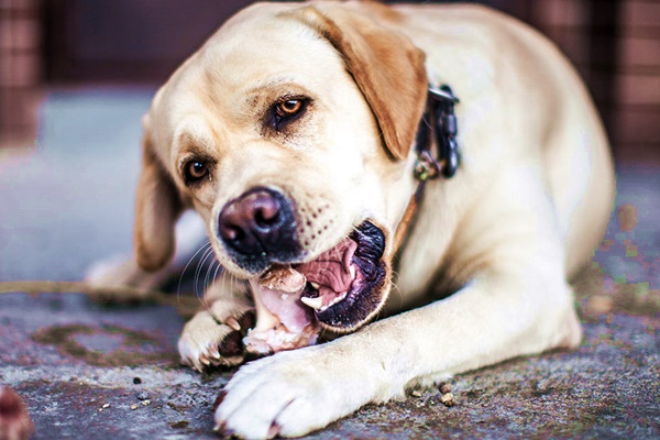 cane mastica un osso