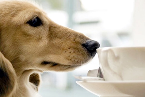 cane e tazza di tè