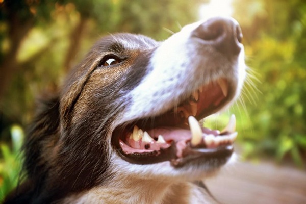 sorriso del cane