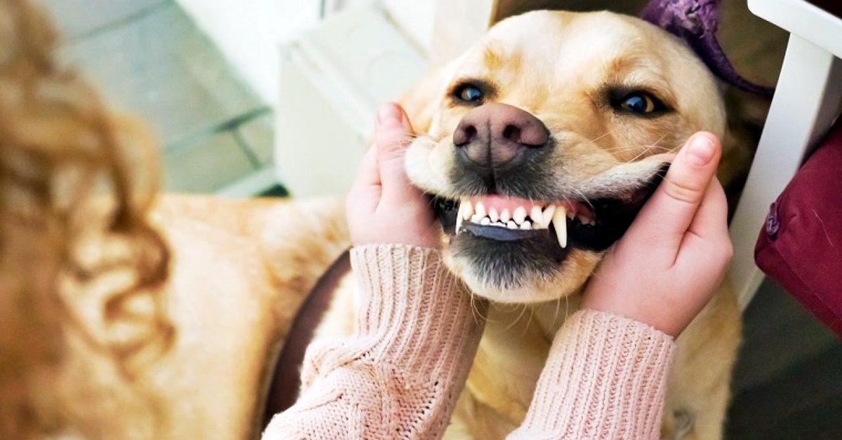 Cibi per i denti dei cani: quelli che fanno bene e li mantengono luminosi