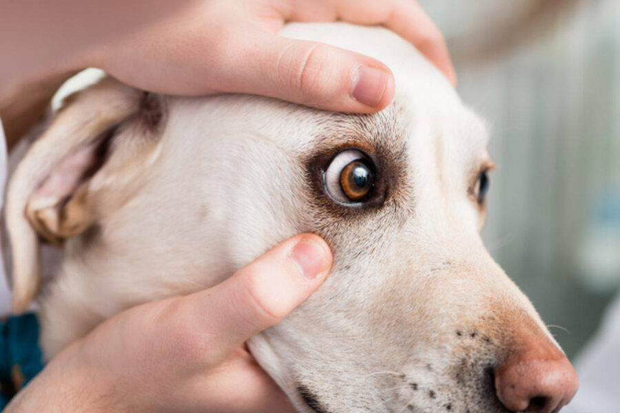 visita oculistica nel cane