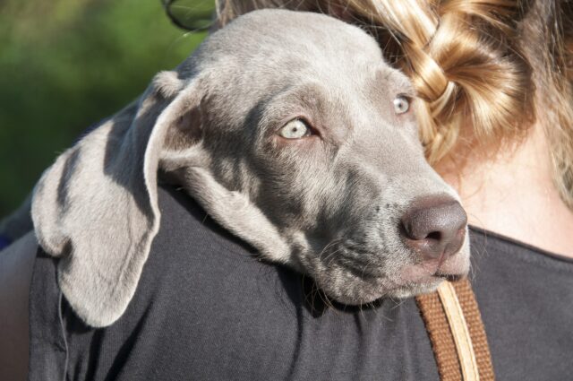 Cisti nel cane: cosa sono, come riconoscerle e come curarle