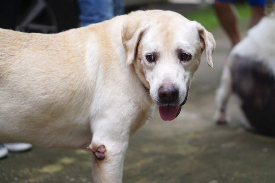 cane con cisti sulla zampa