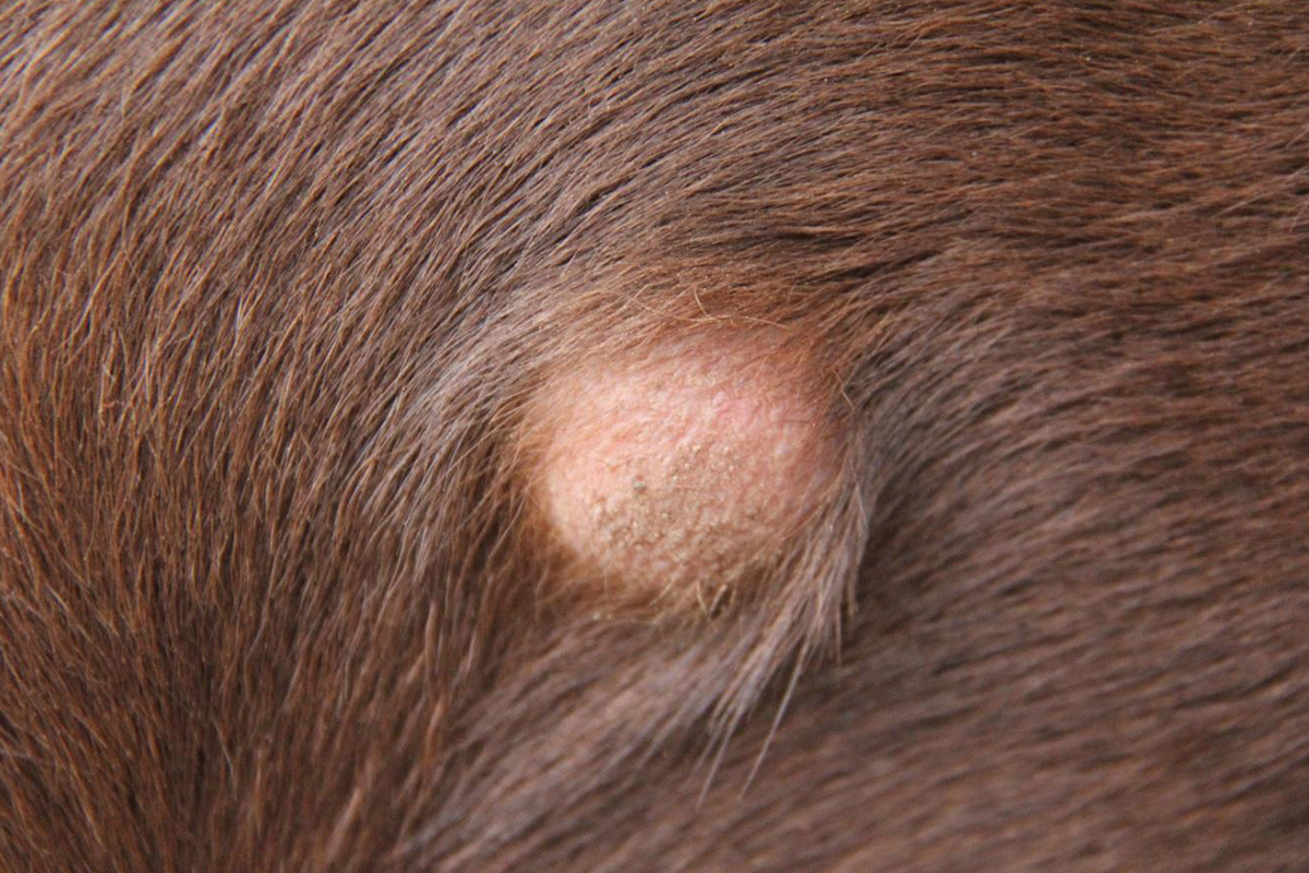 Cisti Follicolare Cisti Cane Immagini Cisti cane: cause, cure, sintomi e possibili terapie