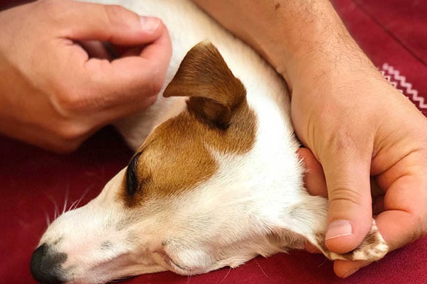 massaggio alle orecchie del cane