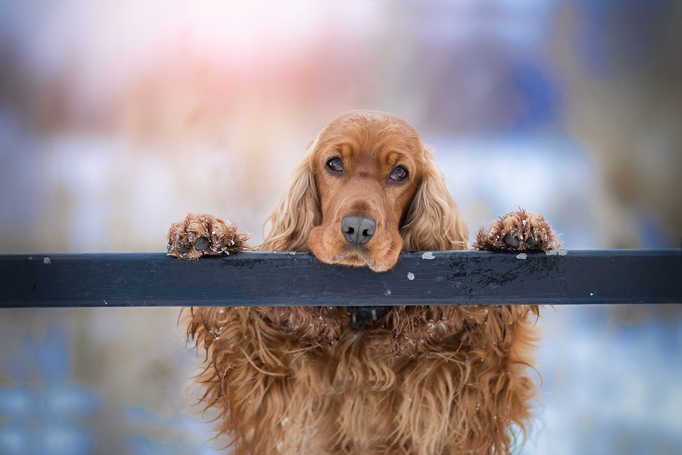 Razze di cani con orecchie delicate: quali hanno bisogno di cure settimanali