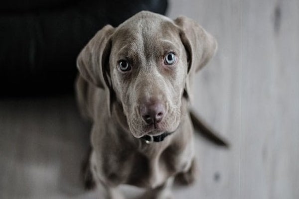 cane e sguardo dolce