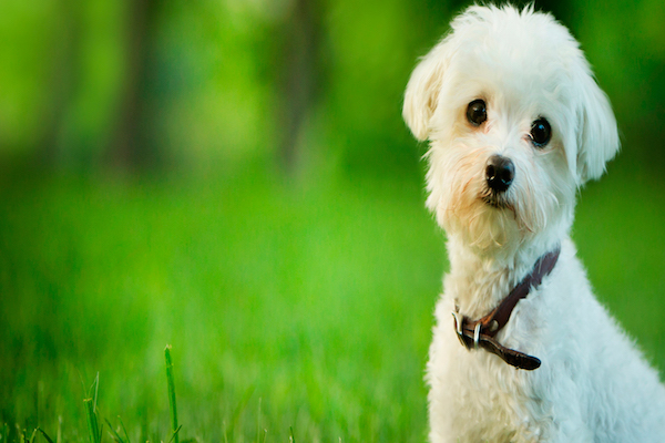 cucciolo bianco