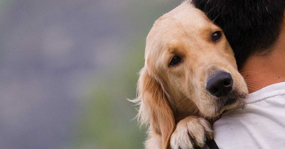 Cane con malattia cardiovascolare e renale: come aiutarlo bene