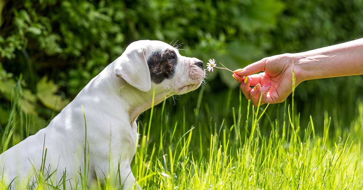 cane e fiore