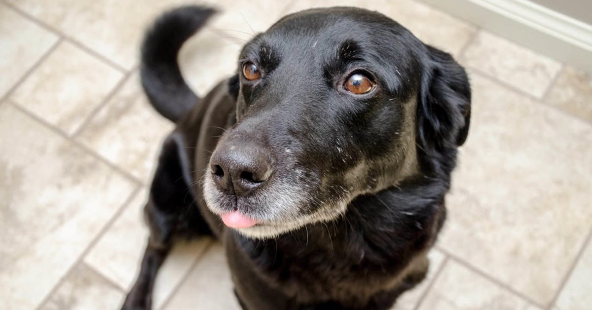 4 comportamenti fraintendibili del cane che hanno un senso diverso