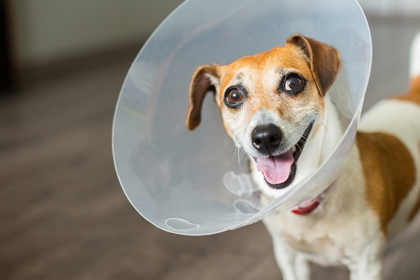 cane dopo un intervento