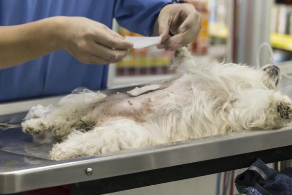 cane dopo sterilizzazione