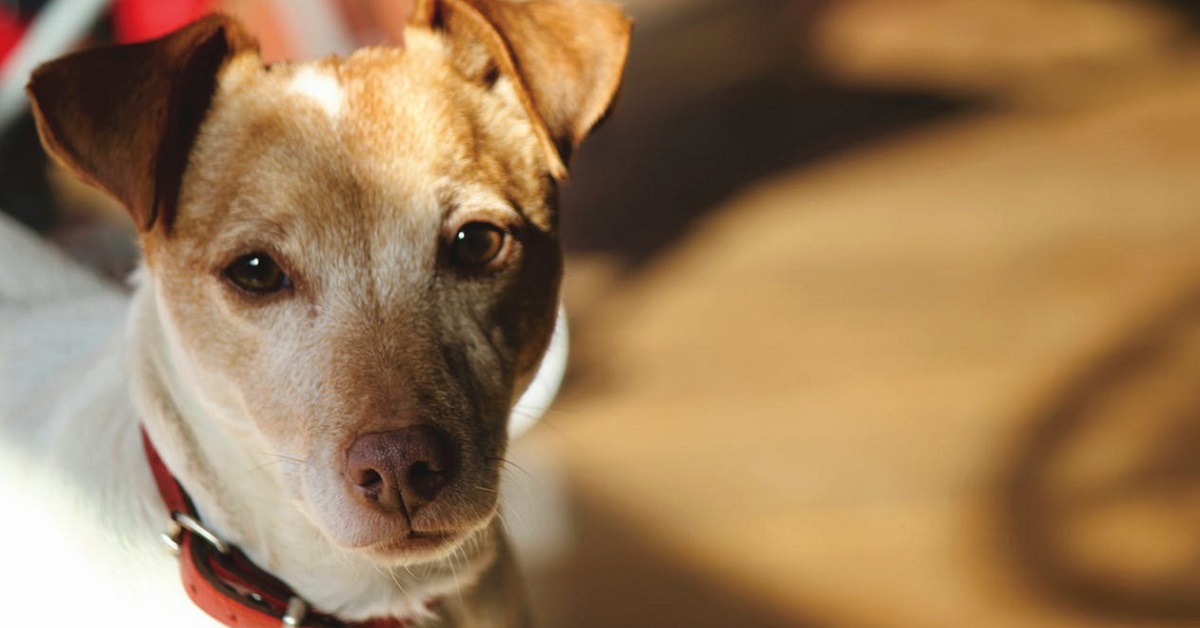 Comportamento della cagnolina sterilizzata: le cose da sapere