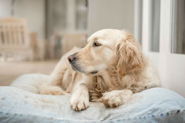 cane coricato