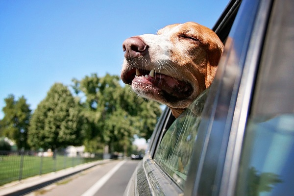 cane con testa fuori dal finestrino