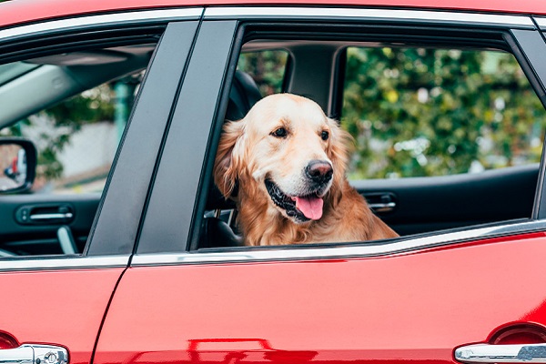 cane golden retriever in auto