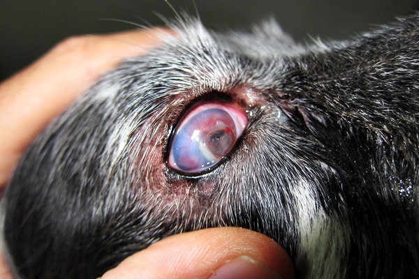 infezione a un occhio del cane