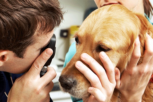 lacerazione della cornea nel cane