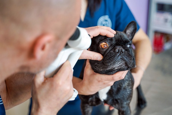 controllo degli occhi del cane