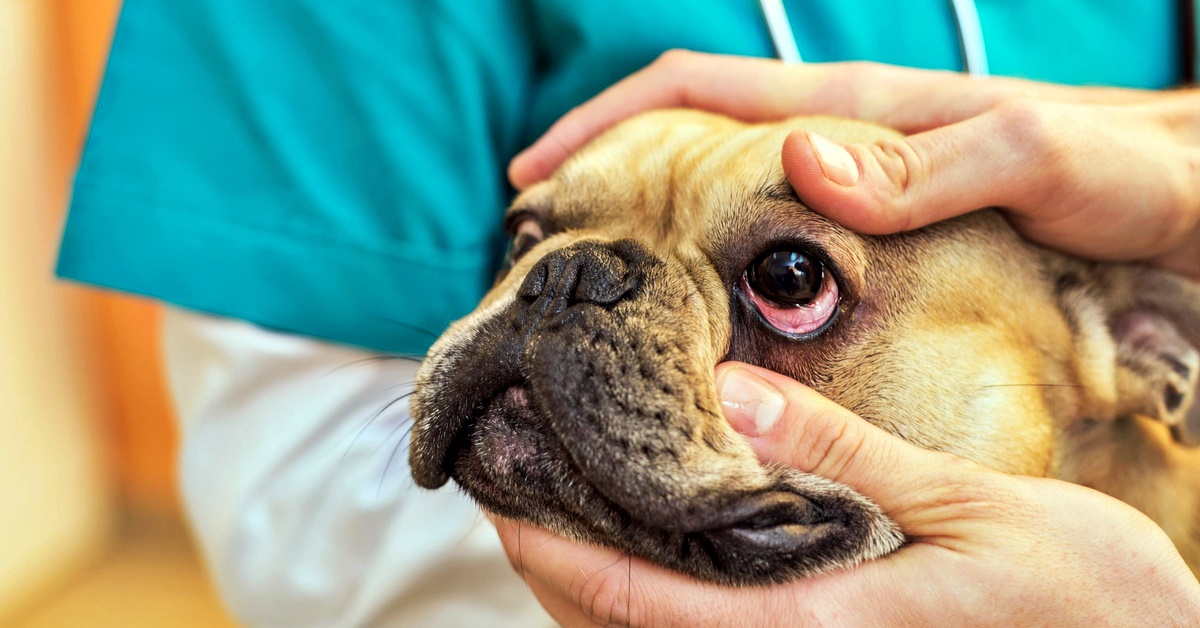 Corioretinite nel cane: tutto ciò che bisogna sapere