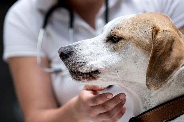 cisti nel cane