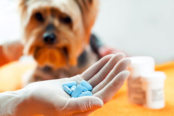 dosaggio dei farmaci per cani