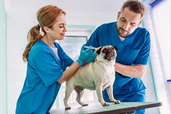 carlino dal veterinario