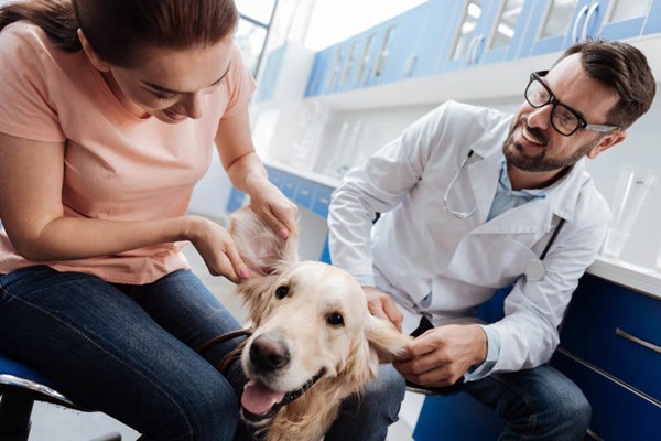 cane dal veterinario