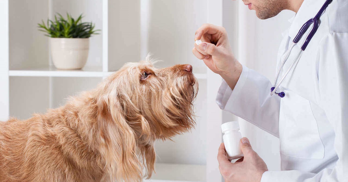 Cosa c’è nei farmaci per cani? Una guida per capirlo