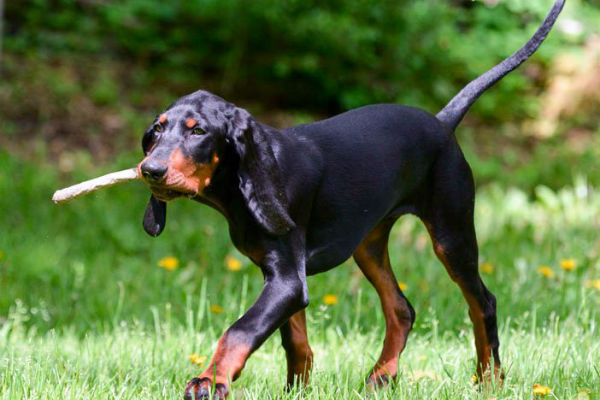 cane con bastone in bocca