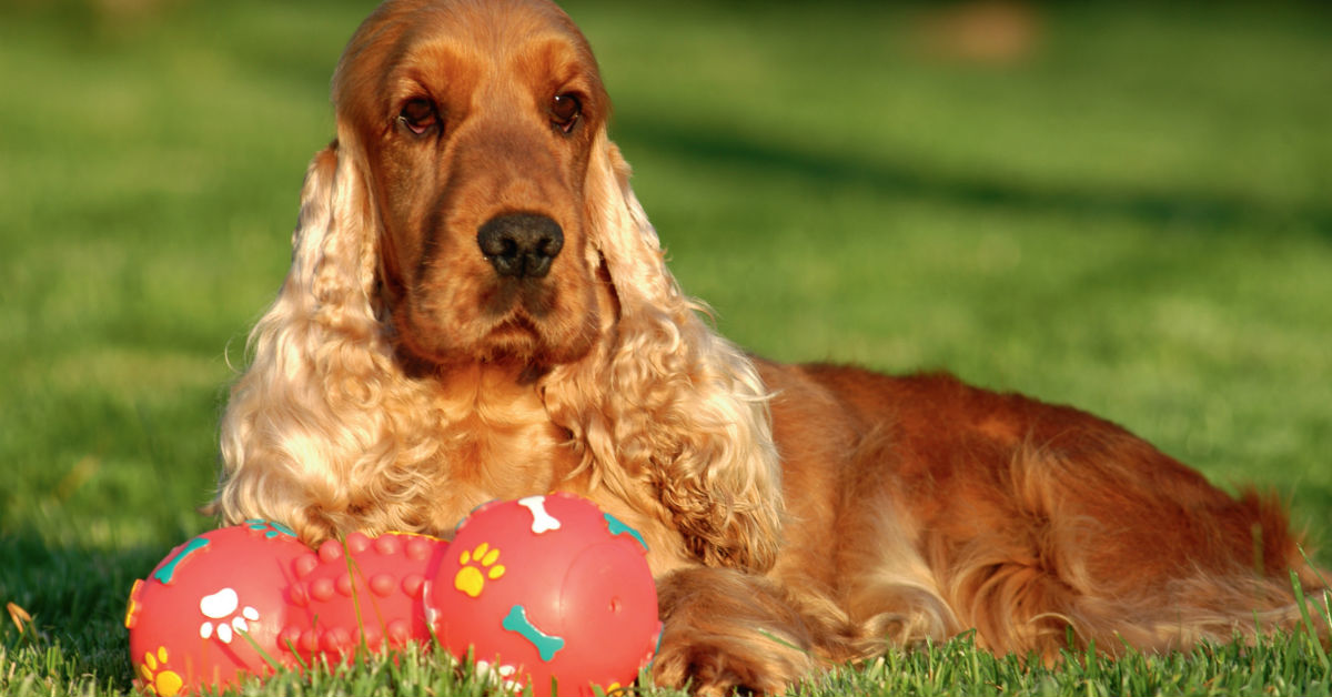 7 razze di cani con le orecchie lunghe, tutte da scoprire