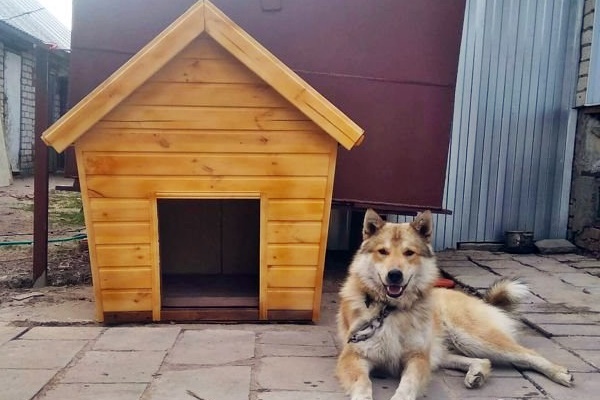 cuccia per cane di taglia grande