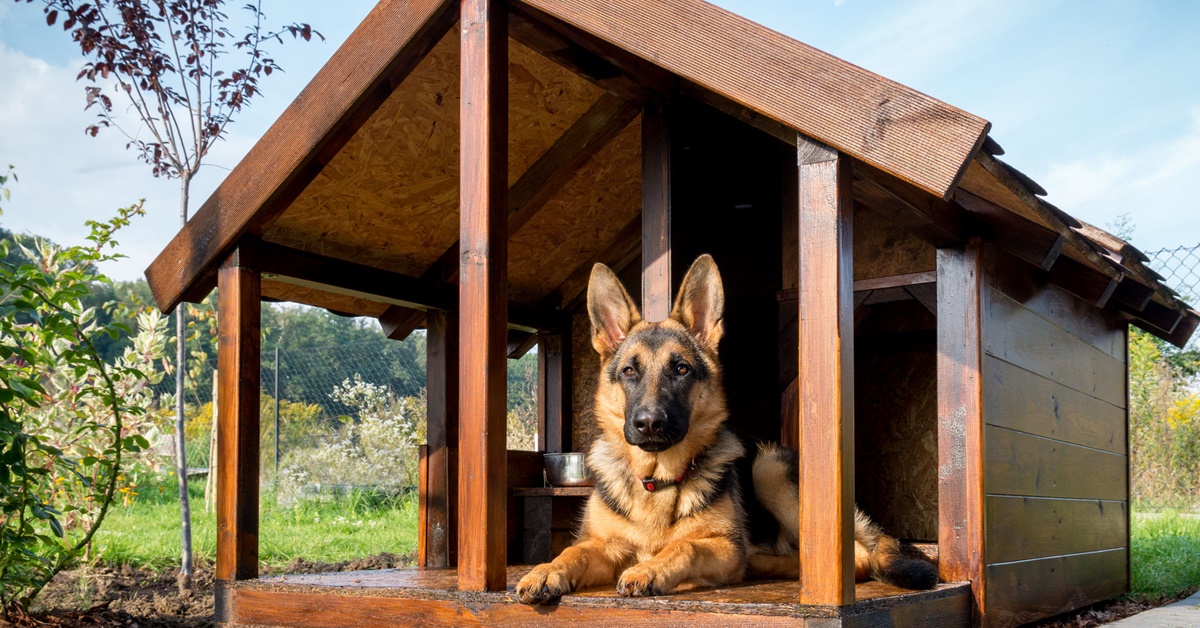 Come costruire una cuccia per cani comoda e calda