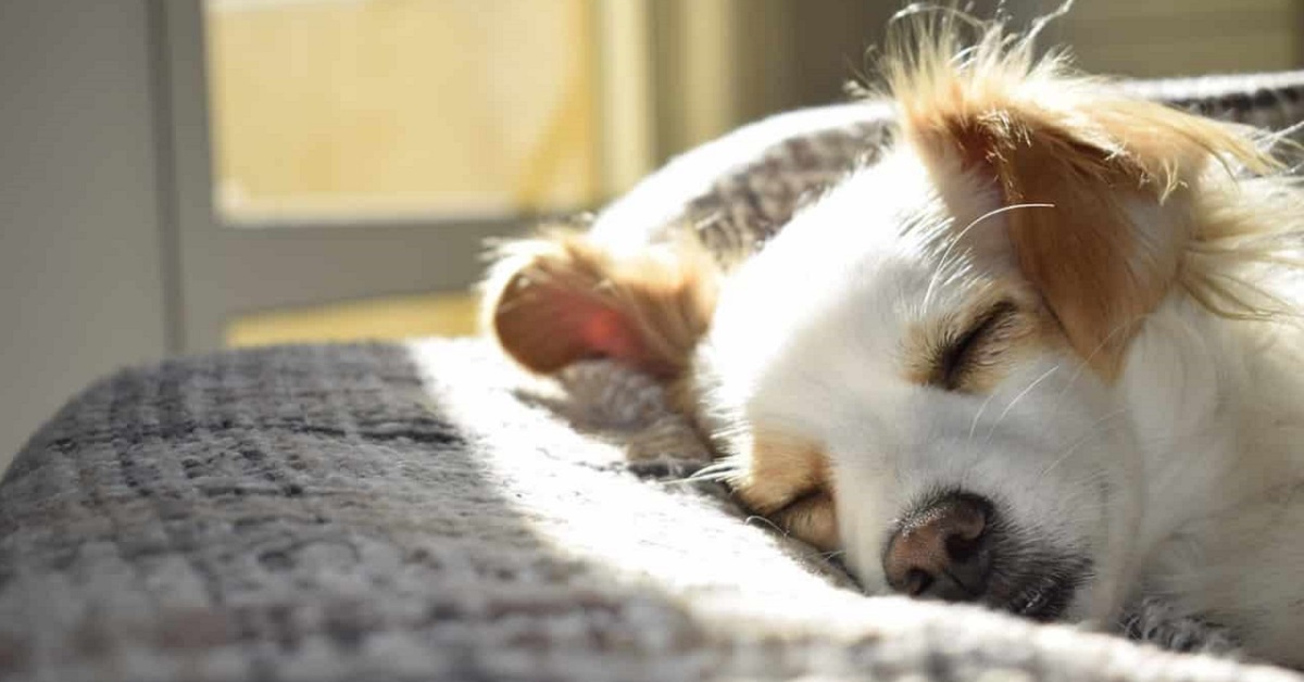 Come creare uno spazio per il cane stressato