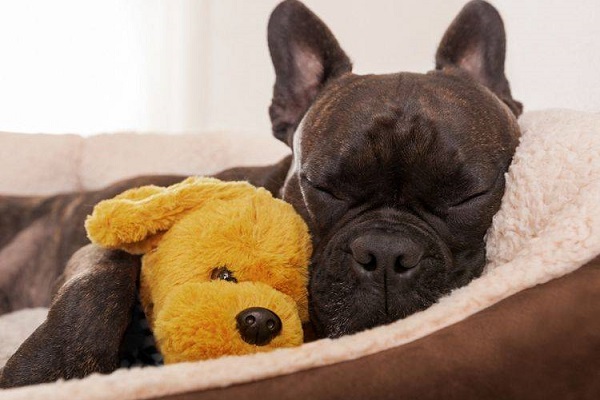 cane con peluche