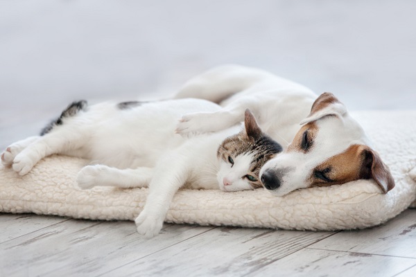 cane e gatto che riposano
