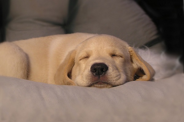 cane che dorme su letto