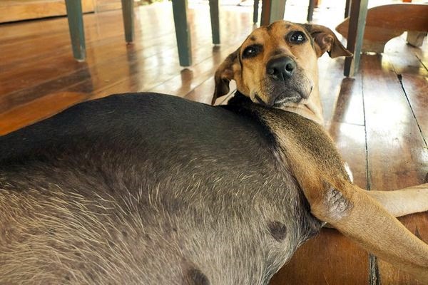 cagnolina incinta