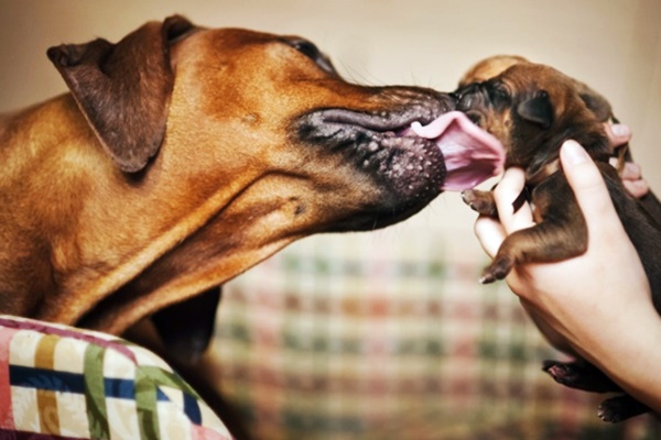 mamma bacia il cucciolo