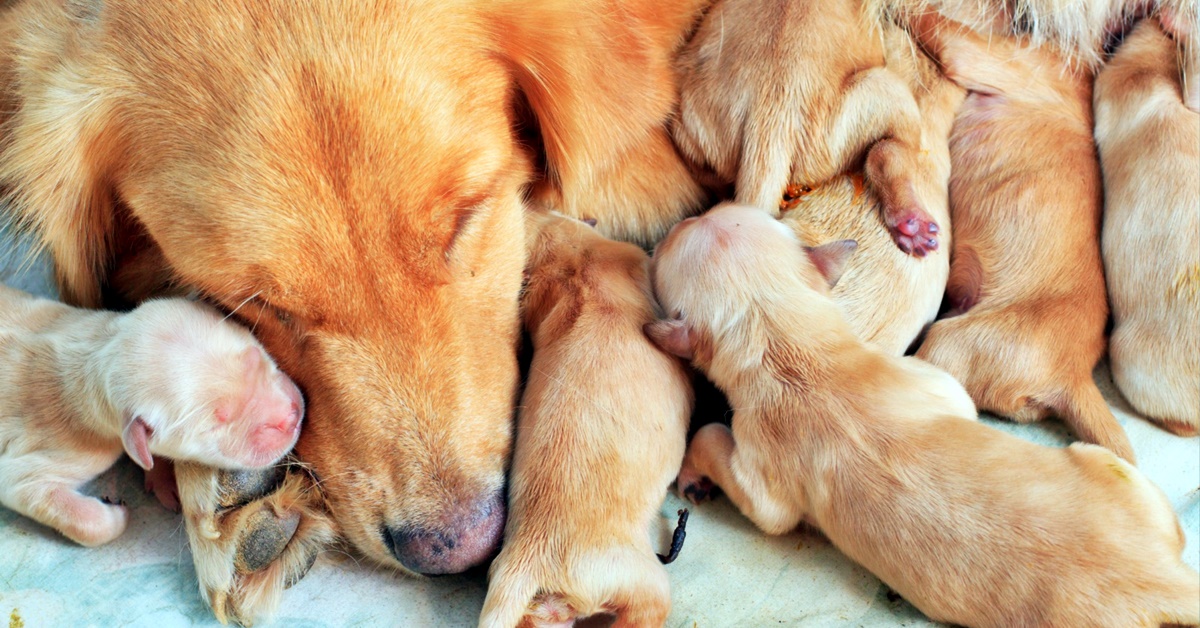 Come sapere se ci sono altri cuccioli di cane da partorire?