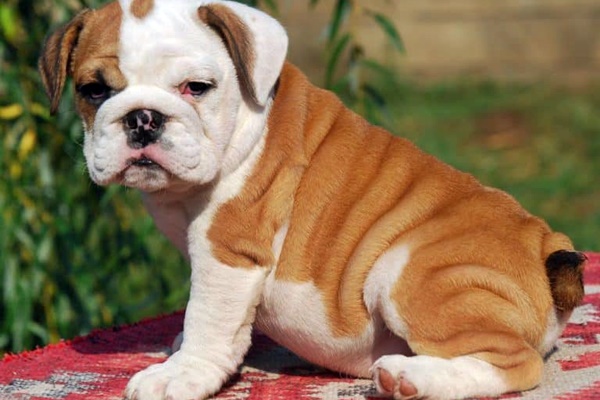 cucciolo di bulldog inglese