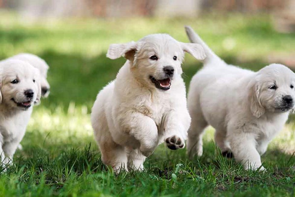 cuccioli di golden retriever