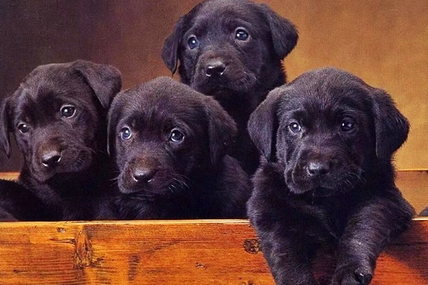 cuccioli di labrador retriever