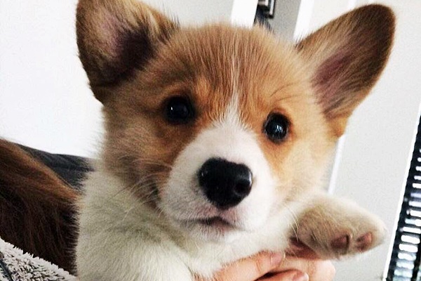 cucciolo di corgi